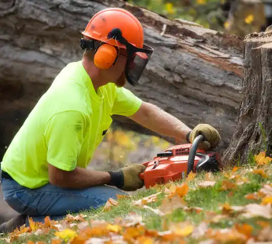 tree services Hector